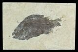 Bargain Fossil Fish (Cockerellites) - Green River Formation #129686-1
